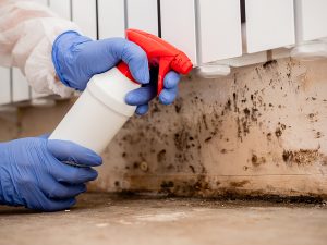 Read more about the article What To Know About Mold and Mildew