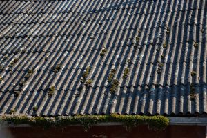 Read more about the article The Trouble with Mold, Mildew, Moss, and Algae on Your Roof