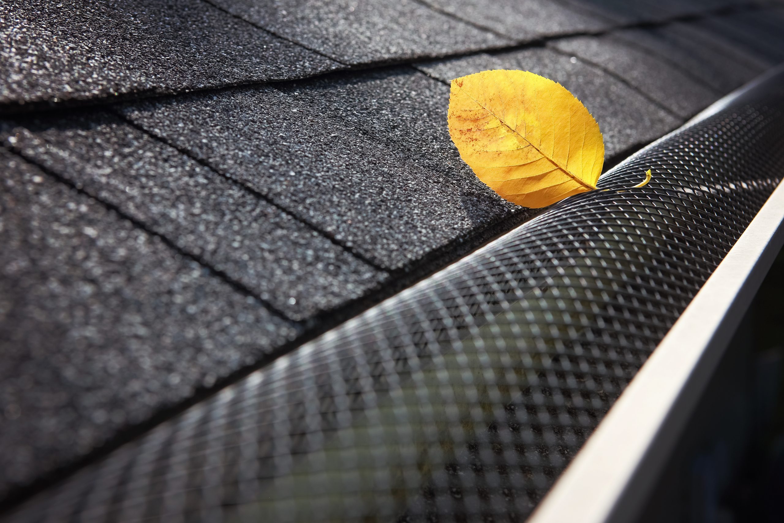 Leaf sitting on a gutter guard